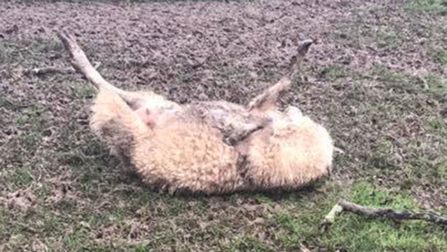 A sheep lies dead in field