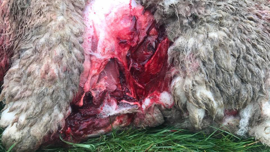 A close up of a dead sheep's injuries