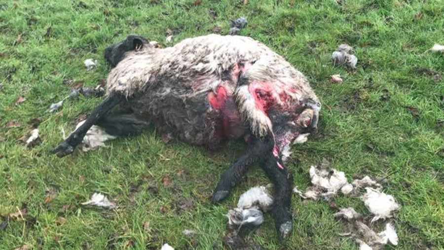 A dead sheep lies in a field