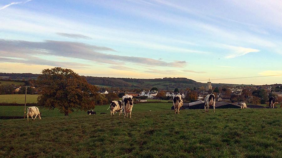 Teegan Nevell photo of cows