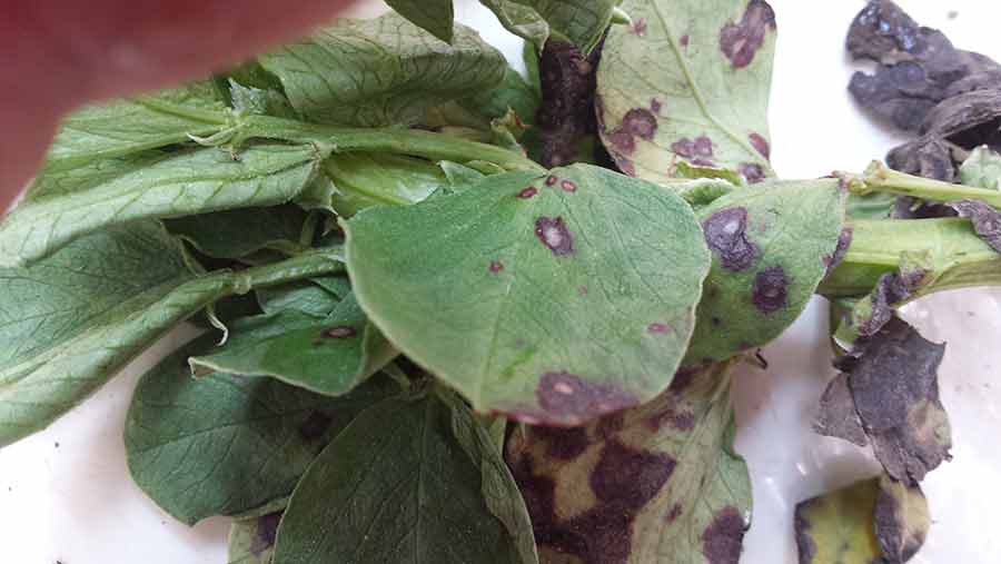 Cercospora-leaf-spot