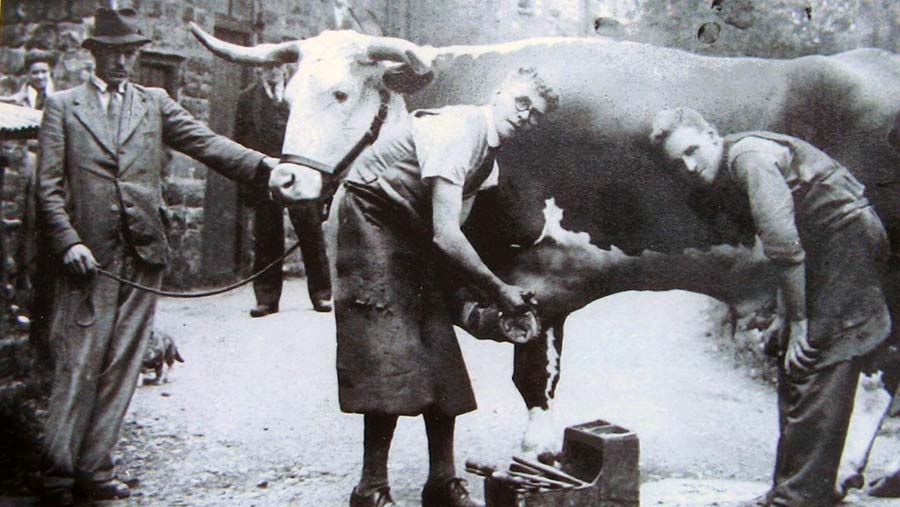 Shoeing ox in North Yorkshire