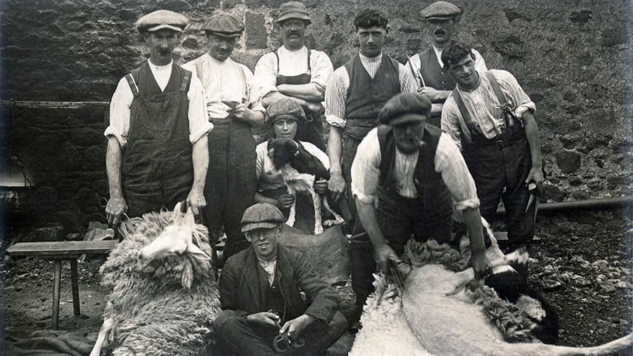 Sheep shearing in 1930s