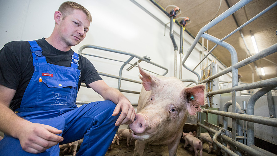 Jacob Justesen with a pig