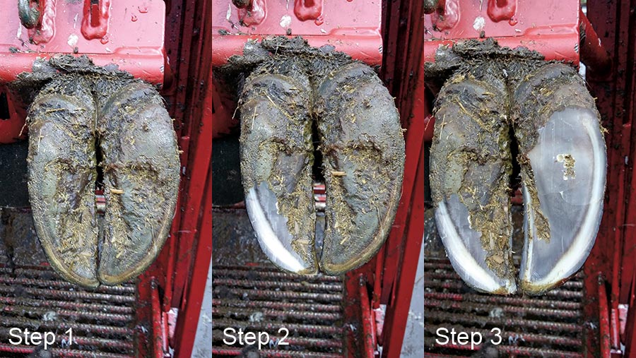 Steps one t0 three of hoof trimming
