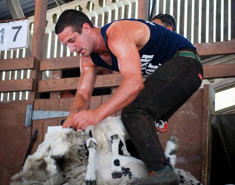 Stuart Connor shearing a sheep