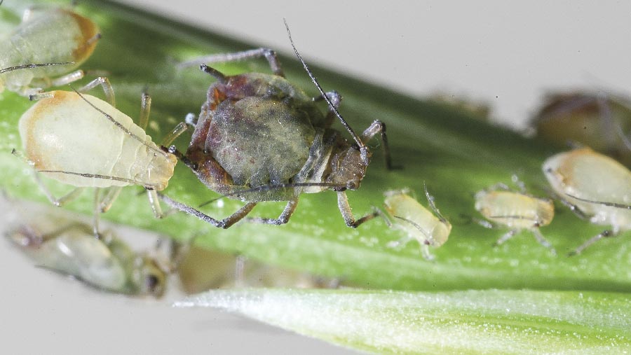 Bird cherry aphid