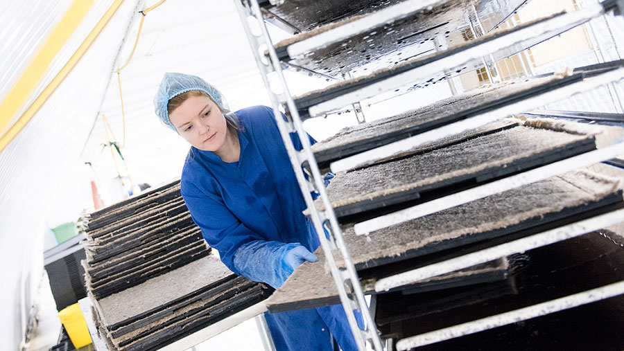 A worker handles matting used for growing in an underground farm