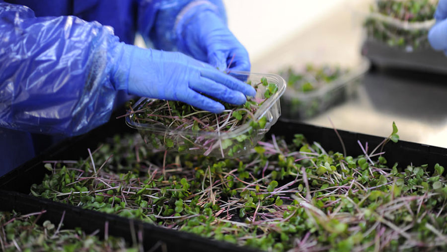 An underground farmworker wearing gloves packs microherbs