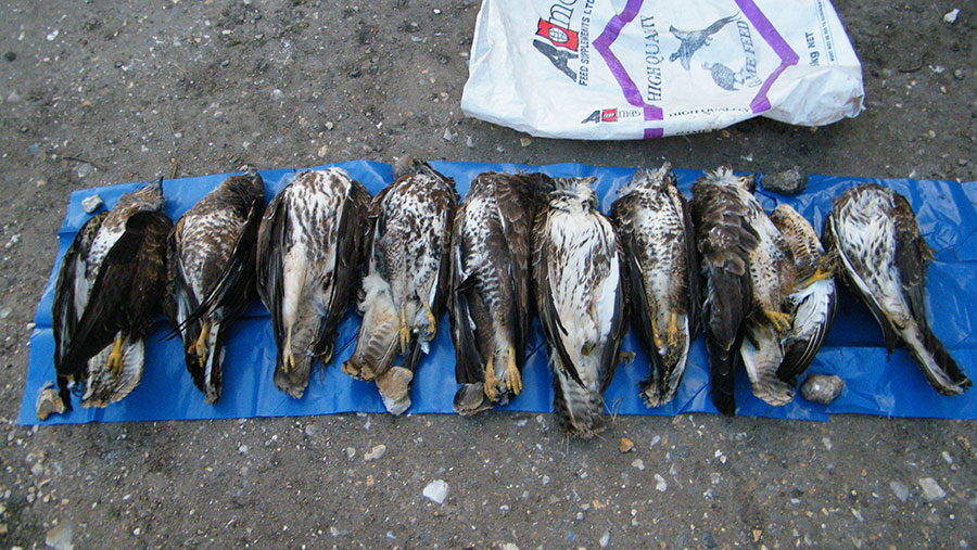 Dead birds of prey lie on the ground
