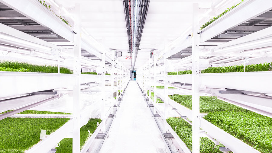 Herbs growing in the underground bomb shelter