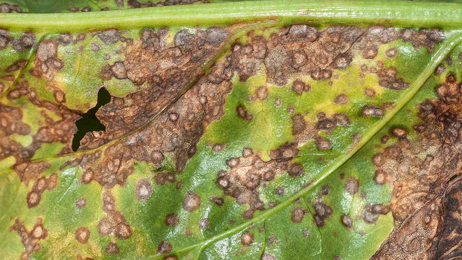 Cercospora infection on sugar beet leaf. © Martyn Cox, Blackthorn Arable