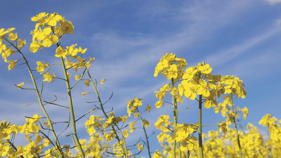 Oilseed rape in flower