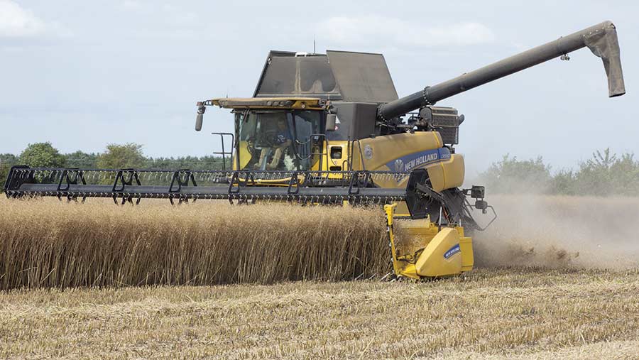 Oilseed rape is harvested