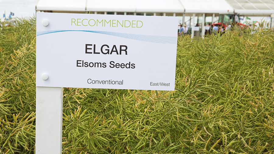 A field of Elgar oilseed rape