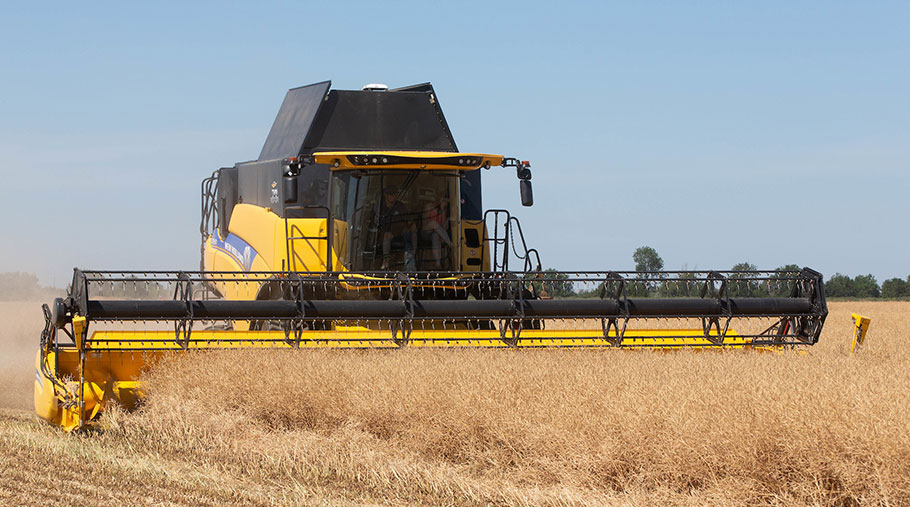A combine harvester harvests Flamingo oilseed rape