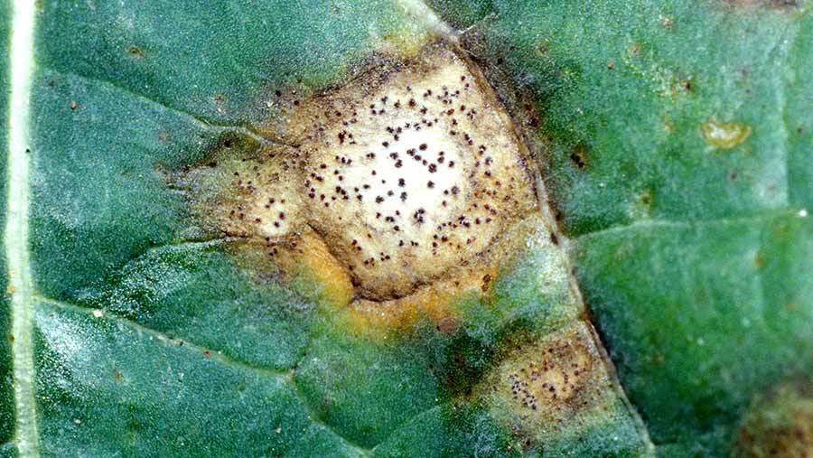 Phoma leaf spot on oilseed rape leaf