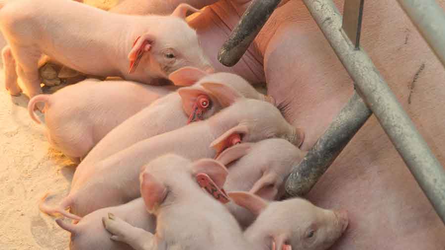 piglets and sow