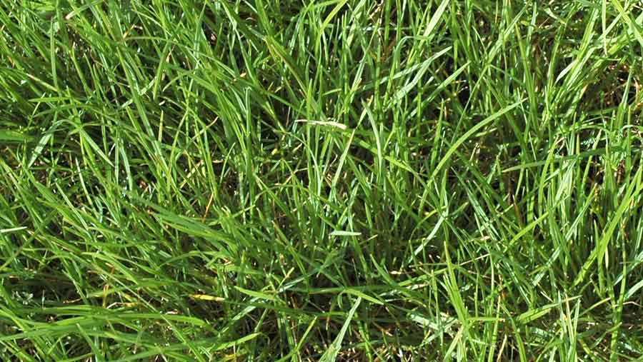 Perennial ryegrass