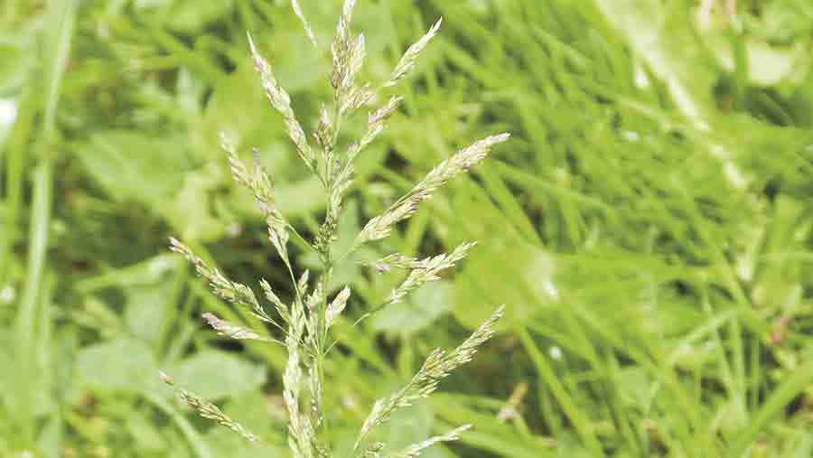 Rough meadowgrass