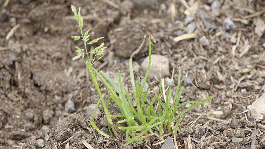 Annual meadowgrass