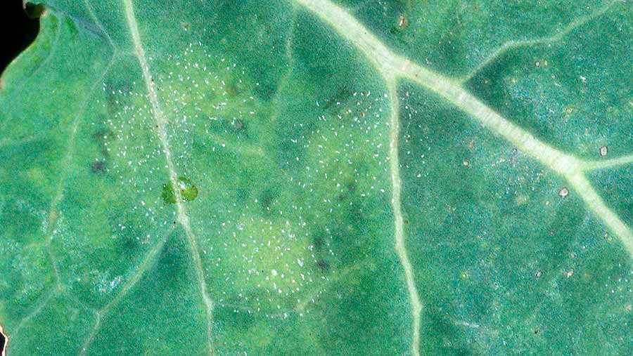 Early signs of light leaf spot