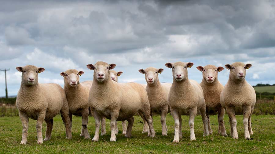 Dorset ewes, flock standing in pasture
