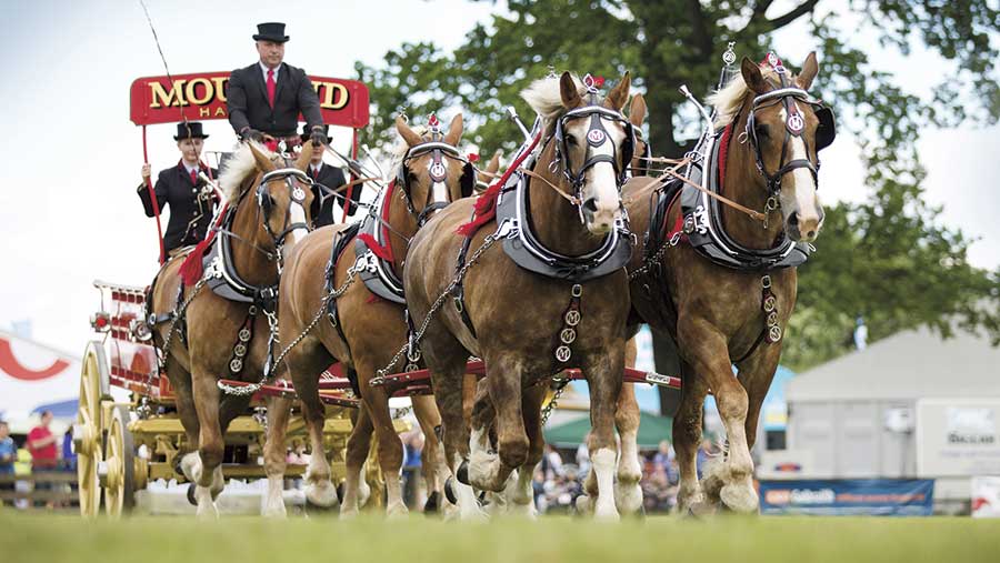 Clydesdale horses pulling a wagon