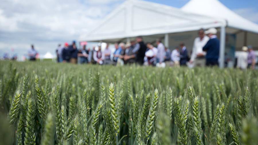 Winter wheat plots at Cereals 2017 © Tim Scrivener