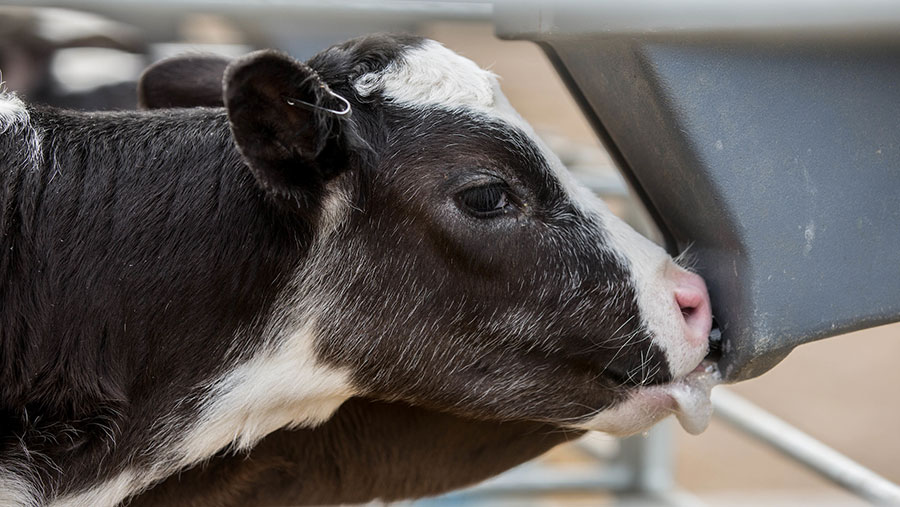 A dairy calve feeds 