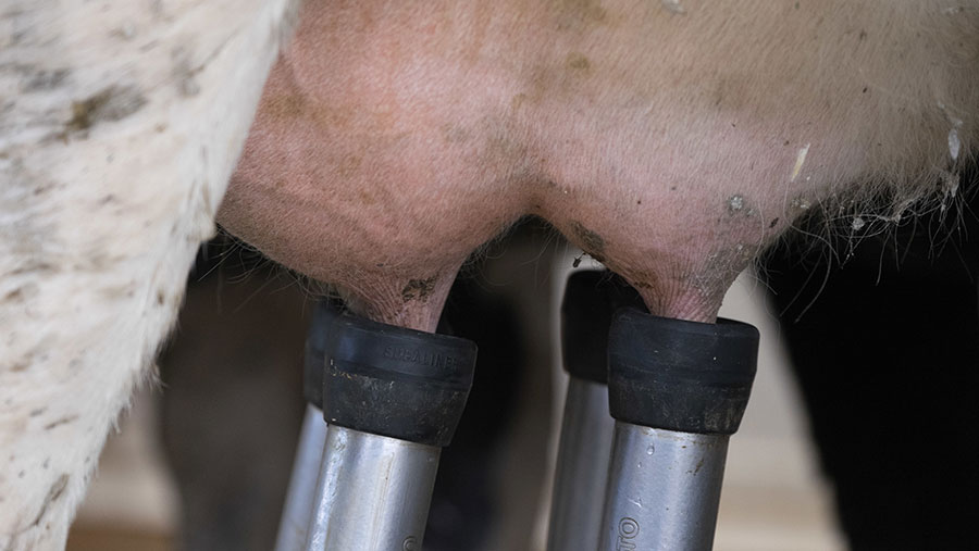 Milking clusters are attached to a cow's udder