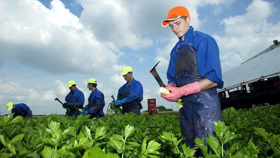 Migrant workers work on a farm