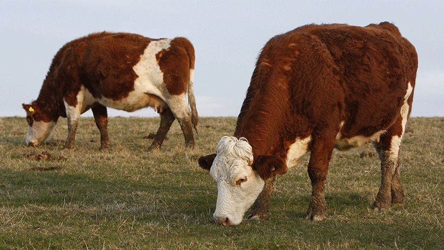 Sussex Cattle