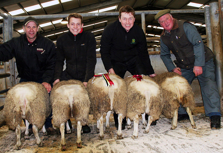 Beltex cross lambs at an auction mart