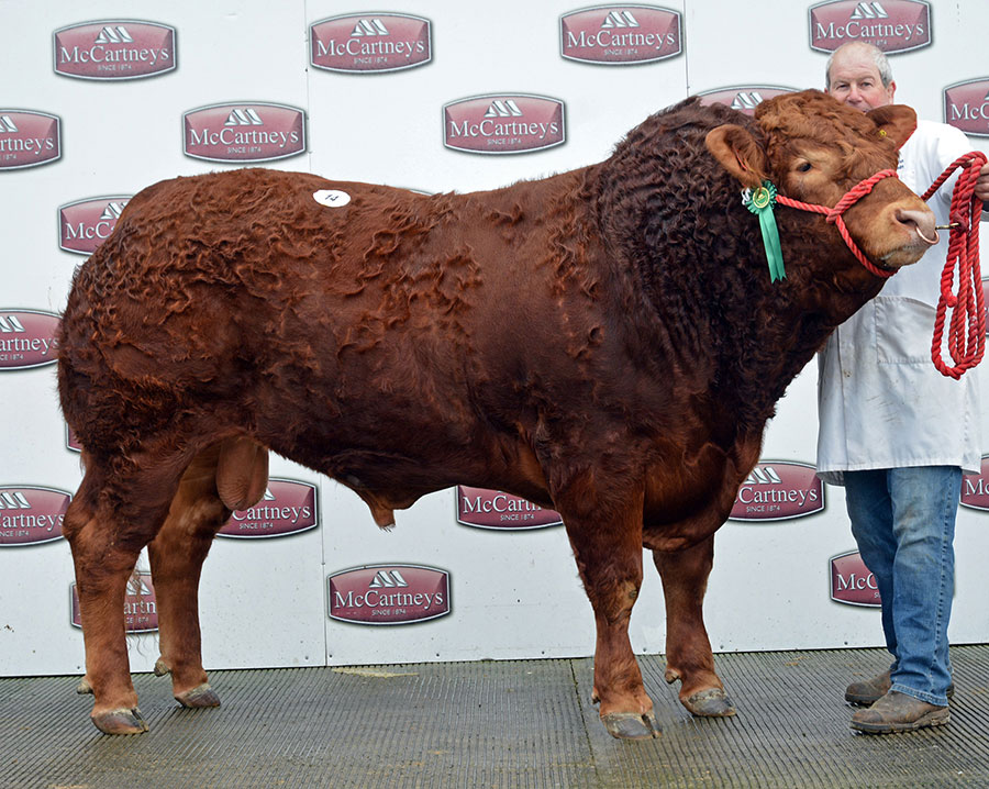 Bull Killerton Manu at a show