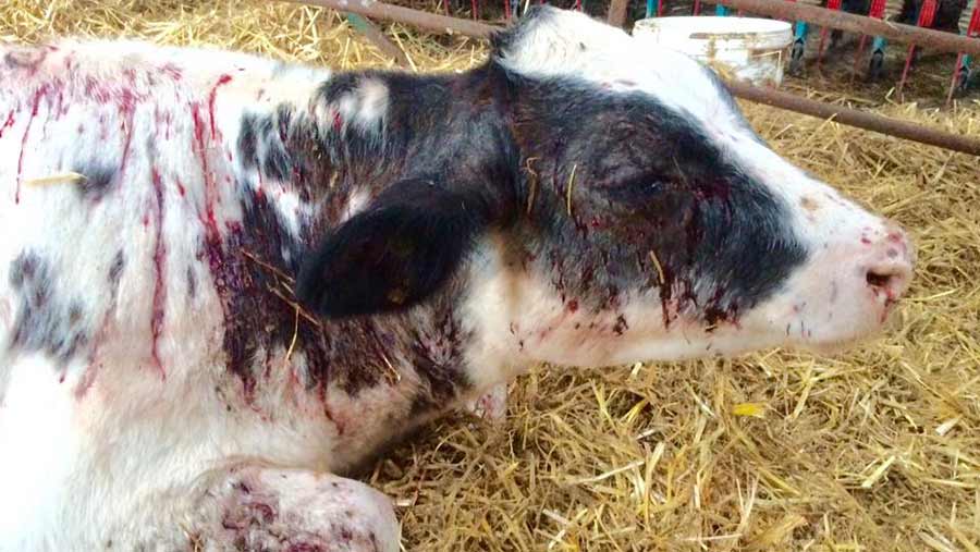Heifer shot