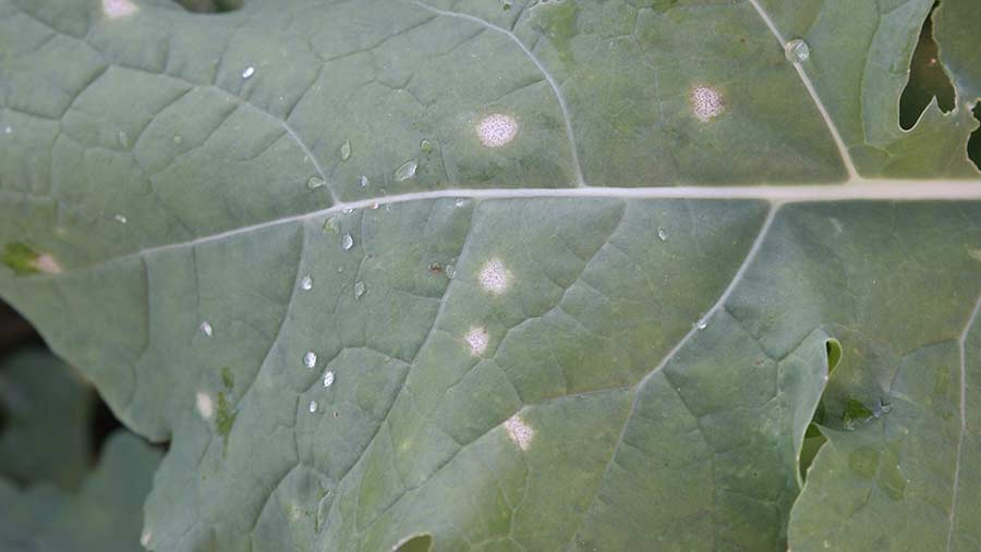 OSR leaf infected with phoma