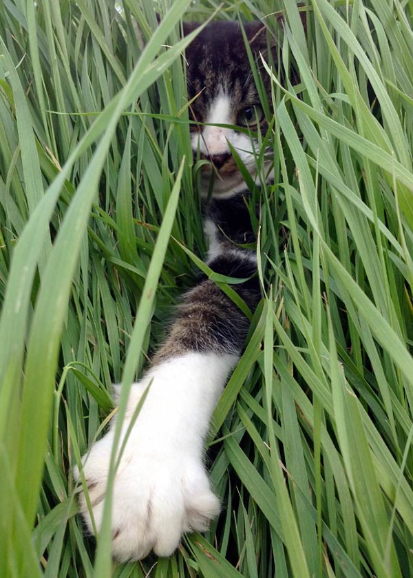 Cat playing in grass