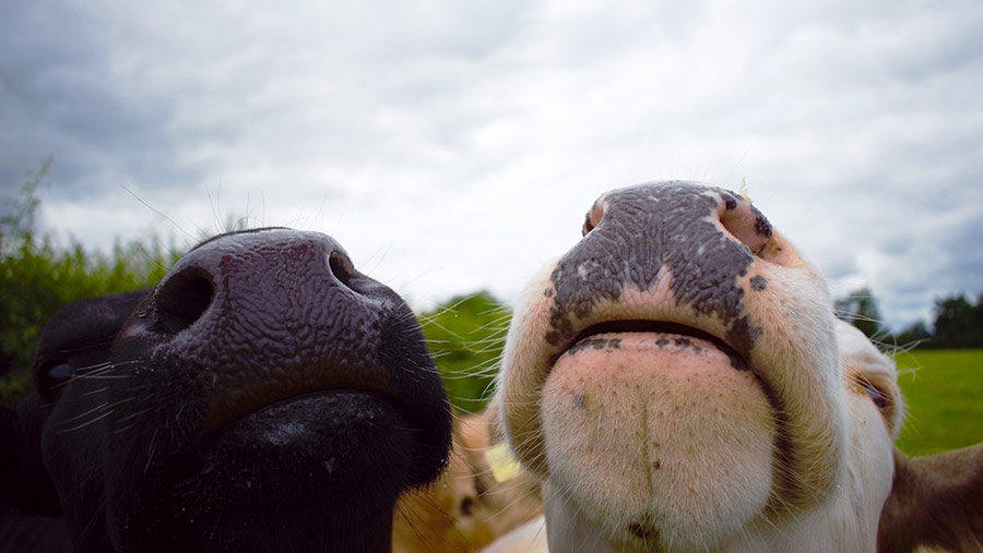 Cow noses in the air