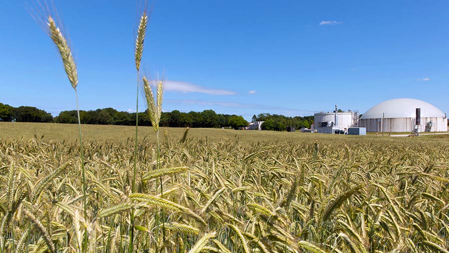 Rye with AD plant in background © Tim Scrivener