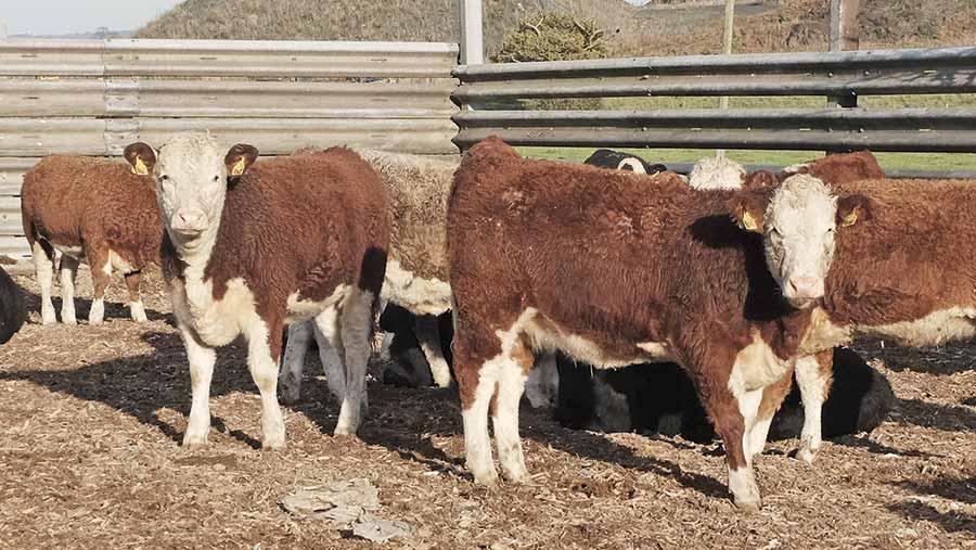 How Hereford beef finisher is improving cashflow - Farmers Weekly