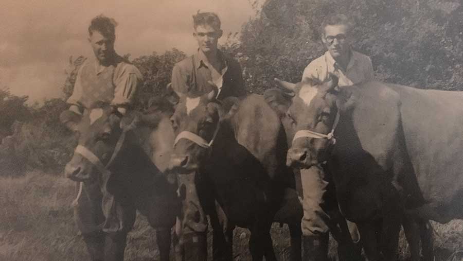 A black-and-white photograph showing three men each stood behind a cow