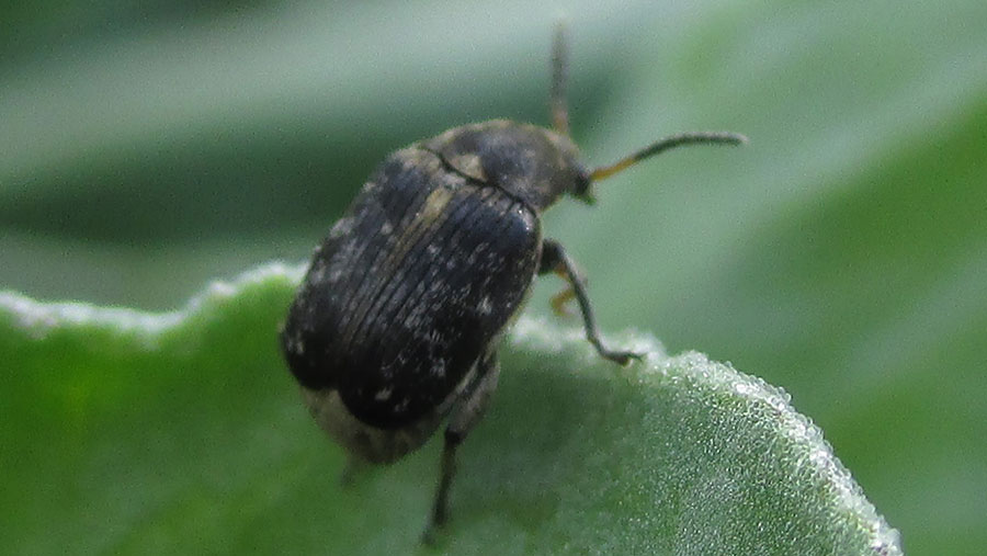 A bruchid beetle