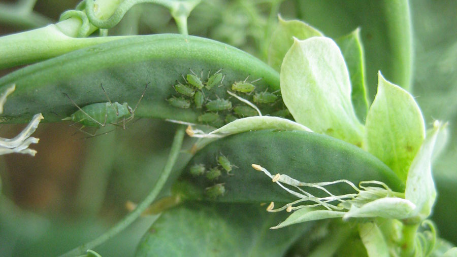 Pea aphids on a pea pod