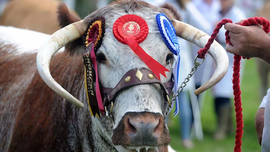 Britain's Sexiest Cow runner-up Tetford Twinkle