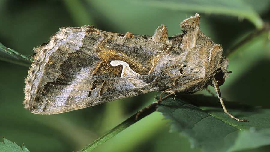 A silver Y moth in resting position