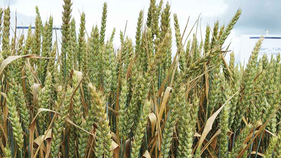 Wheat crop with septoria