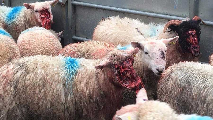 Sheep after dog attack, taken by Andy Richardson