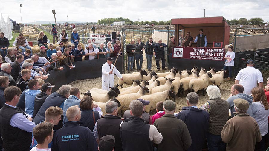 Thame sheep fair hits £3.05m record gross Farmers Weekly