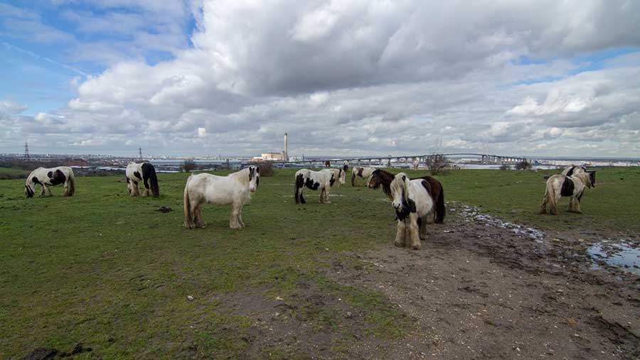 Flygrazing on farm